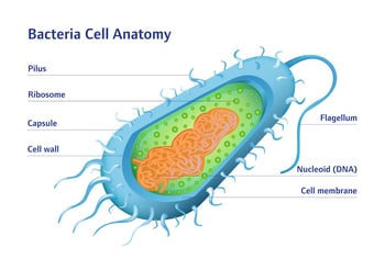 Bacteria Structure