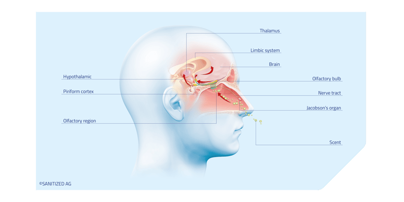 SAN_Olfactory_System_Diagram_2021_RGB
