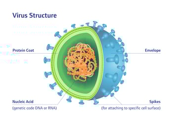 Virus Structure